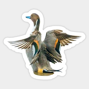 Duck in a flap Sticker